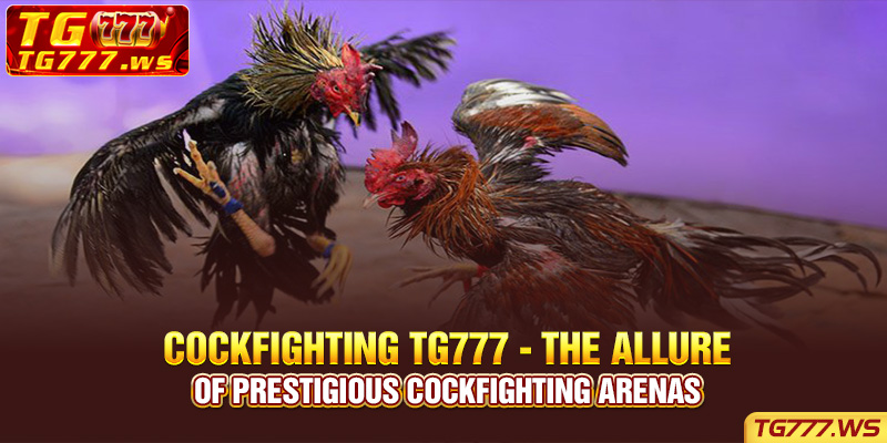 Cockfighting Tg777 - The allure of prestigious cockfighting arenas