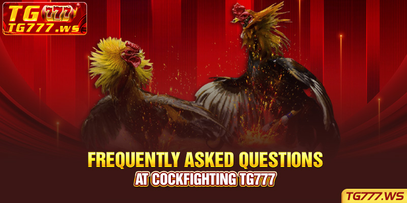  Frequently Asked Questions at Cockfighting Tg777