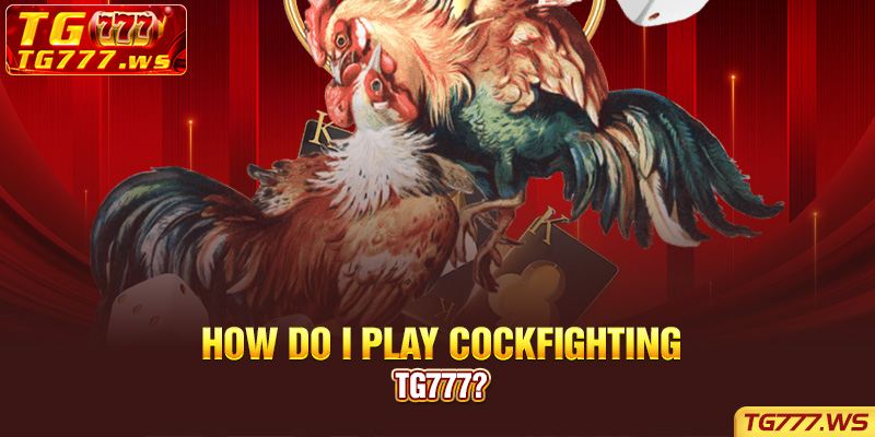 How do I play Cockfighting Tg777?