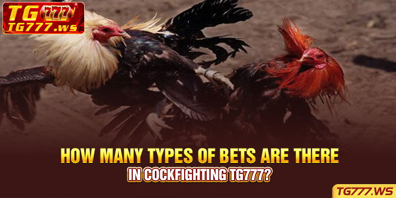 How many types of bets are there in Cockfighting Tg777?