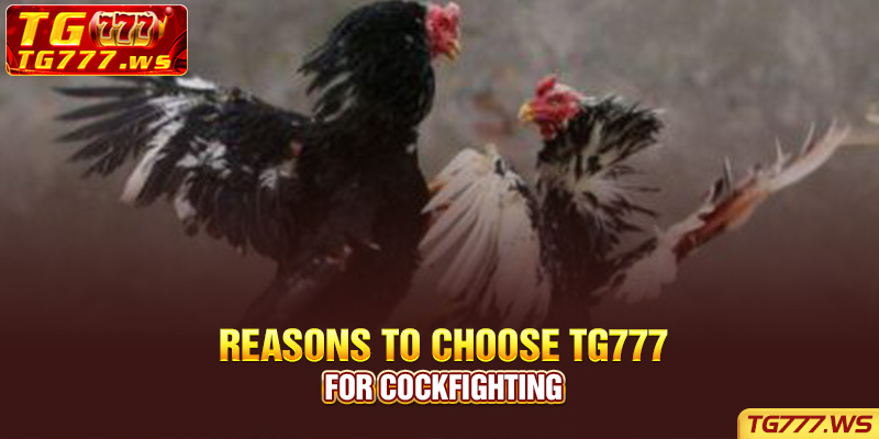  Reasons to choose Tg777 for cockfighting