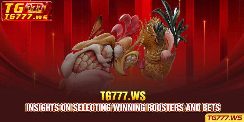  Insights on selecting winning roosters and bets